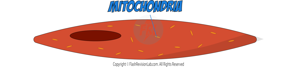 Muscle Cell